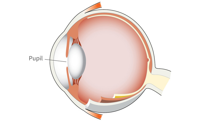 De pupillen in het oog
